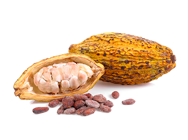 butter-cacao-vegetable-butter-bio