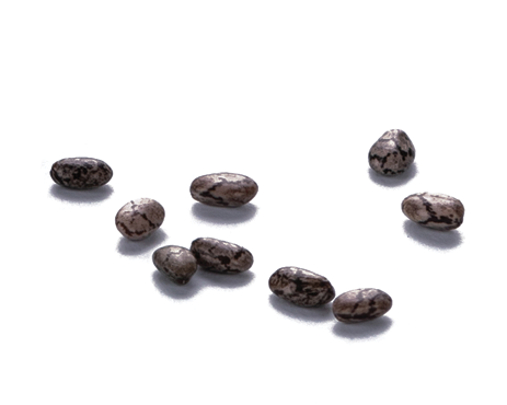 seed—Organic-Flax-Powder-Protein-Powder
