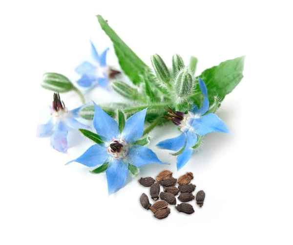 44oil-seed-Borage-seed-oil-parodi-nutra borage oil vegetable parodi nutra