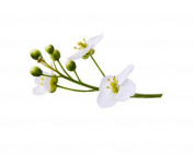 Abyssinia-oil-seed-oil-parodi-nutra