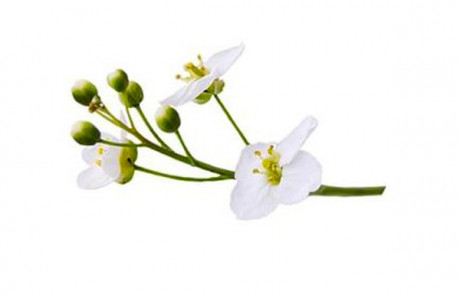 Abyssinia oil seed