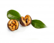 Camelia Japonica seed oil-parodi nutra