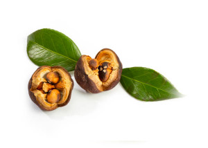 Camelia Japonica seed oil-parodi nutra