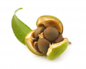 Camelia oil seed oil by parodi nutra