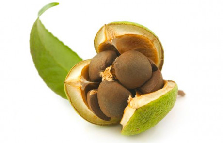 Camelia oil seed oil by parodi nutra