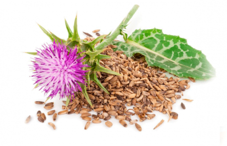 Cardo Mariano seed oil
