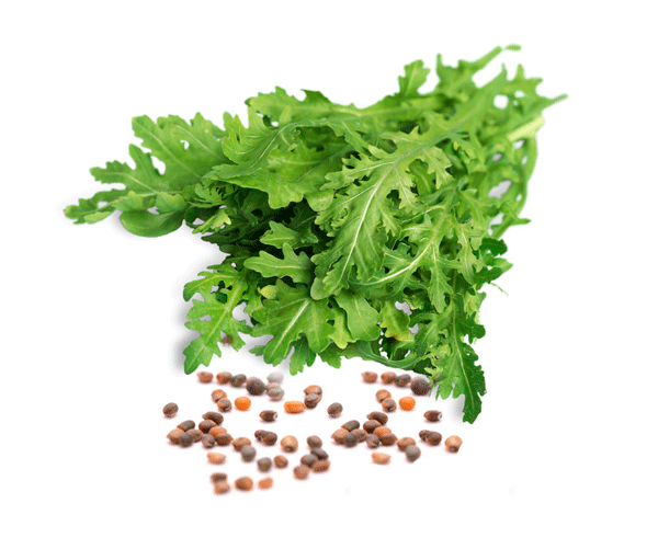 Cold-pressed-Arugula-seed-oil-