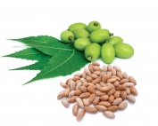 Conventional NEEM seed oil