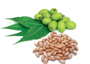 Conventional NEEM seed oil