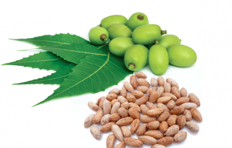 Conventional NEEM seed oil