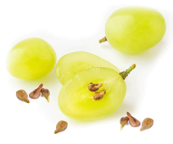 GRAPE-seeds-oil–organic–parodi-nutra Grapeseed seed oil