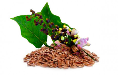 Karanja oil seed