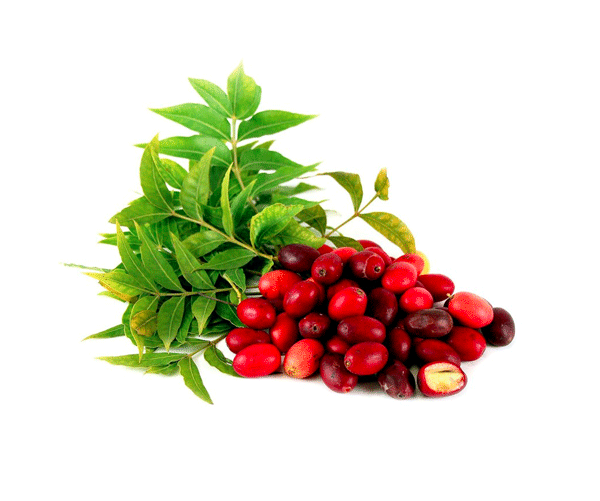 Mastic Fruit Seed oil organic
