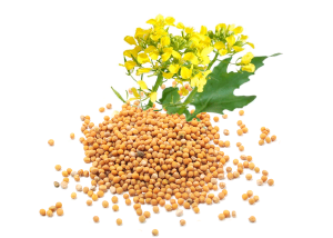 Mustard oil seed