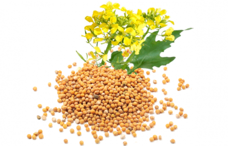 Mustard oil seed