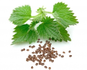 NETTLE SEED OIL