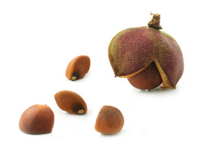 Olio-di-Te-Verde-seed-oil-parodi-nutra