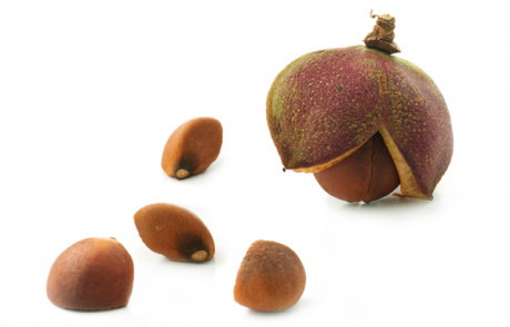 Olio-di-Te-Verde-seed-oil-parodi-nutra