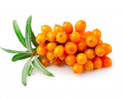 Olivello-spinoso-seed-oil-parodi-nutra