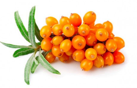 Olivello-spinoso-seed-oil-parodi-nutra