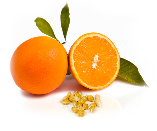 Orange-seed-oil-parodi-nutra Orange seed Conventional