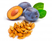 Plum kernel seed oil