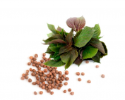 Refined-PERILLA--Seed-Oil-parodi-nutra