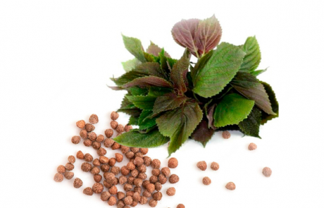 Refined-PERILLA--Seed-Oil-parodi-nutra