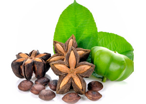 oil seed by Sacha-Inchi