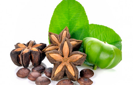 oil seed by Sacha-Inchi
