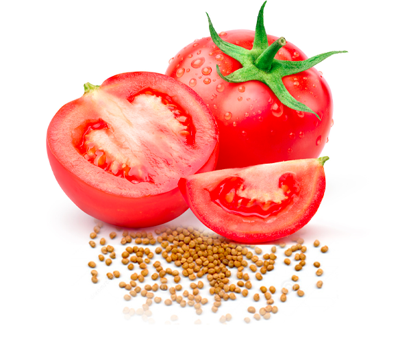 Conventional TOMATO seed oil