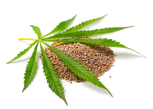 Hemp Seed Oil