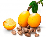 marula. seed oil
