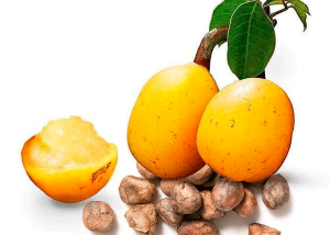 marula. seed oil