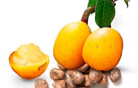 marula. seed oil