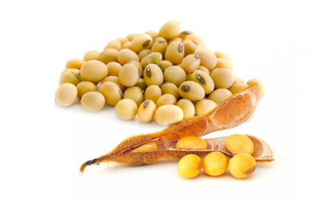 SOIA seed oil