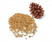 Oil obcold-pressing of Pine nut