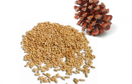 Oil Obtained from cold-pressing of Pine nut