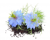 oil vegetable Organic