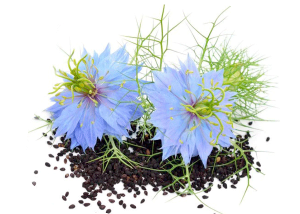 oil vegetable Organic