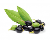 Laurel PULP OIL
