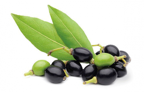 Laurel PULP OIL