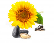 semi-di-girasole-seed-oil