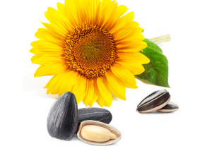 semi-di-girasole-seed-oil