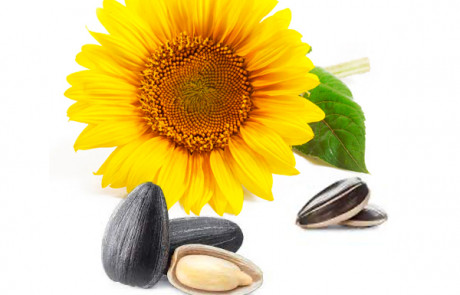 semi-di-girasole-seed-oil