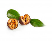 camelia Japonica oil vegetable parodi nutra