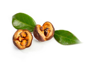 camelia Japonica oil vegetable parodi nutra