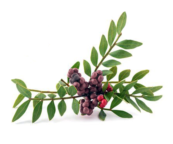 Mastic-Fruit-Seed-oil-Bio.png